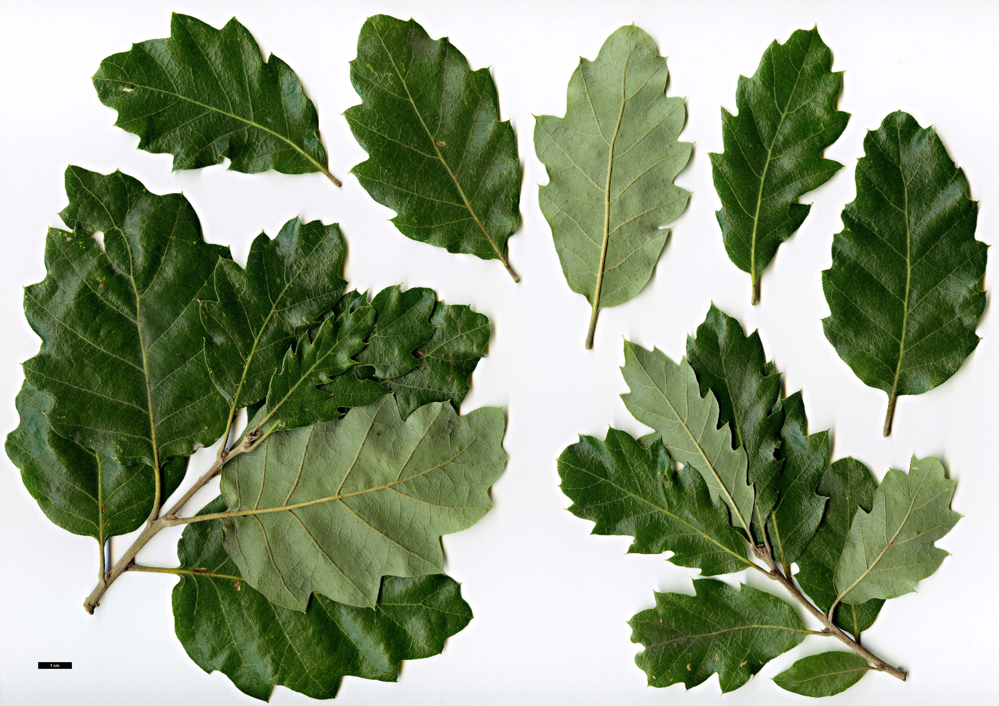 High resolution image: Family: Fagaceae - Genus: Quercus - Taxon: ×crenata - SpeciesSub: 'Ambrozyana' (Q.cerris × Q.suber)